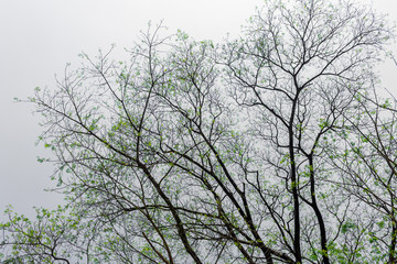 Fototapeta premium The form of tree