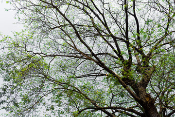 The form of tree