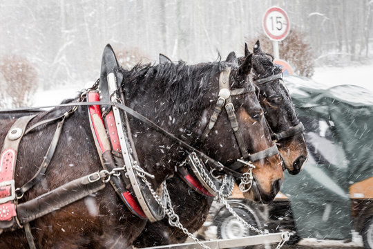 Horses on the snowfall