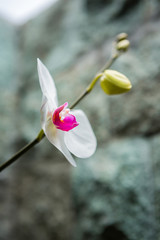 Pink and white orchid against stone background