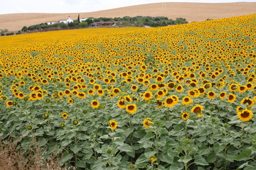 Naklejka premium ひまわり畑 /Sunflower field, in Andalusia Spain