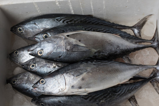 Polystyrene box with Mackerel on ice, Dubai, UAE