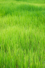  Green Paddy Rice