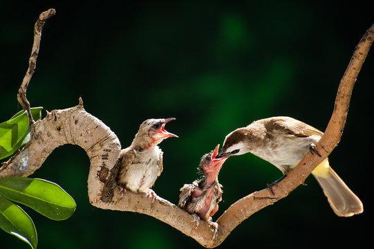 Yellow-vented bulbul bird feeding chicks, Parit Buntar, Perak, Malaysia