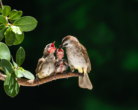 Yellow-vented bulbul bird feeding chicks, Parit Buntar, Perak, Malaysia