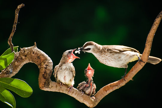 Yellow-vented bulbul bird feeding chicks, Parit Buntar, Perak, Malaysia