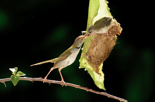 Pipit bird feeding chick, Parit Buntar, Perak, Malaysia