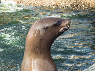 Naklejka premium Sea Lion at Dolfinarium in Harderwijk, NLD