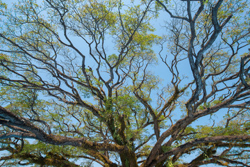 The beautiful branch of Samanea saman (rain tree).