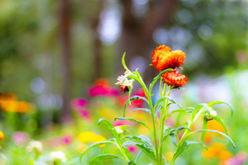 Helichrysum or Straw flower soft  light