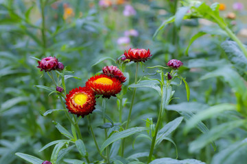 Helichrysum beautiful green background