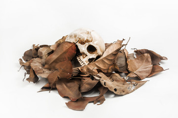 Skull with Dry leaf on white background