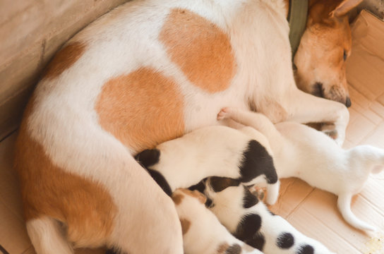 Mother dog and puppies photo