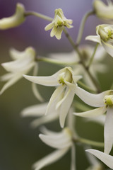 Obraz premium ラン