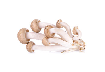 shimeji mushroom, brown beech mushroom on white background