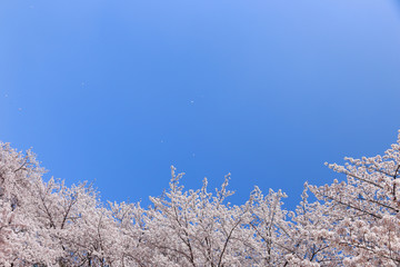 桜吹雪