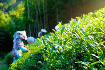 Asia culture concept image - Farmers pick up fresh organic tea bud & leaves in plantation, the...