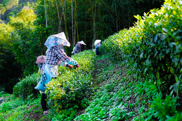 Asia culture concept image - Farmers pick up fresh organic tea bud & leaves in plantation, the...