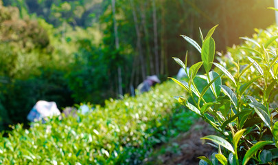 Asia culture concept image - Farmers pick up fresh organic tea bud & leaves in plantation, the...