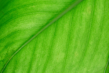 Macro green leaf texture