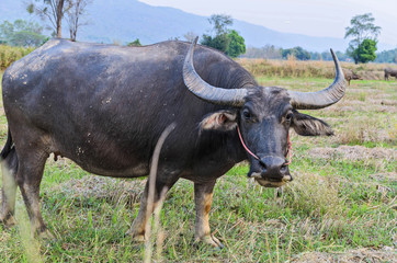 Thai water buffalo in nature field