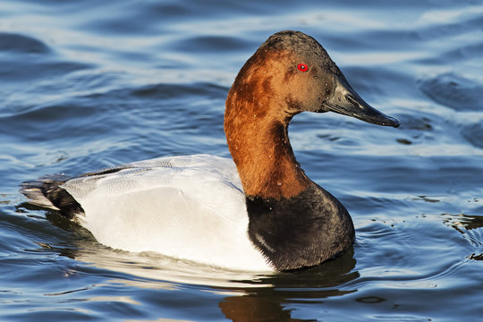 Male Canvasback Duck