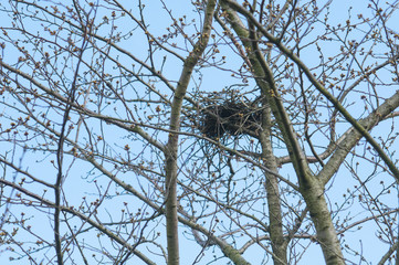 桜の木に作ったカラスの巣