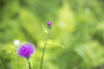 一輪の花