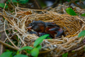 Baby Bird Left on a Tree in a Nest