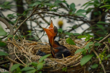 Obraz premium Baby Bird Left on a Tree in a Nest