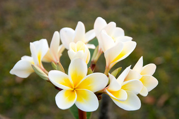 plumeria