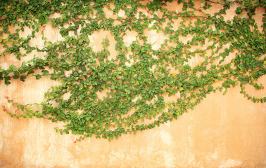 Green creeper on cement wall for background
