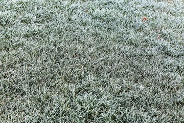 Wiese mit gefrorenen Morgentau