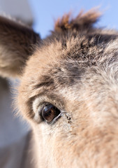 The ass's eye on the farm