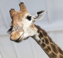 Naklejka premium Head of a giraffe in a zoo.
