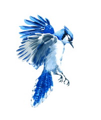 Watercolor Bird Blue Jay Flying Hand Painted Illustration isolated on white background - 140731087