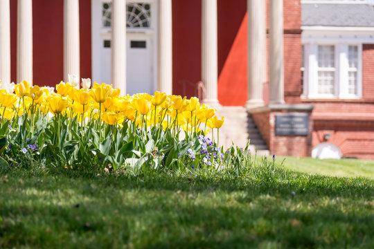 Tulips Blooming - the sign that Spring has arived
