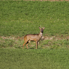Roes in meadow -Roes  graze in the meadow in the middle.