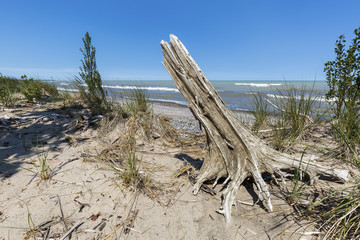 Sand dune and tree stump next to Lake Huron