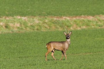 Roes in meadow -Roes graze in the meadow in the middle.