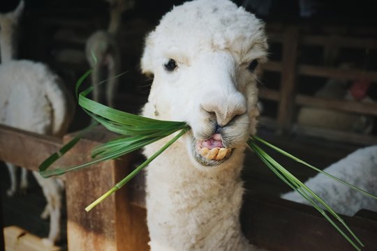Alpaca eating grass in the farm