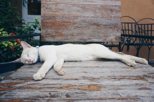 Sleepy cat in the garden