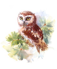 Obraz premium Watercolor Owl Sitting on the Fir Branch Hand Painted Wild Bird Illustration isolated on white background