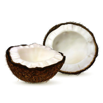 Realistic coconut, two halves of coco on white background. Vector.
