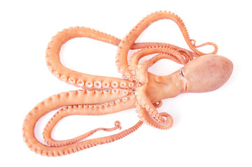 Octopus on a white background