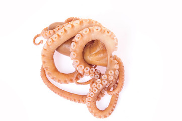 Octopus on a white background