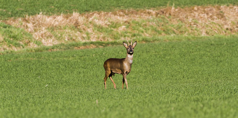 Roes in meadow -Roes  graze in the meadow in the middle.