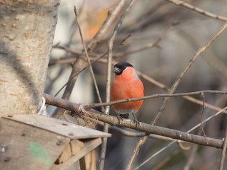 Red-colored Male of Eurasian Bullfinch, Pyrrhula pyrrhula, close-up portrait on branch with bokeh background, selective focus, shallow DOF