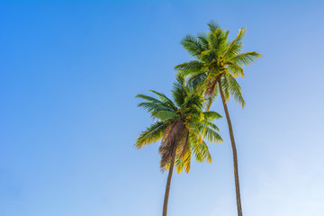 Two coconut tree with blue sky background