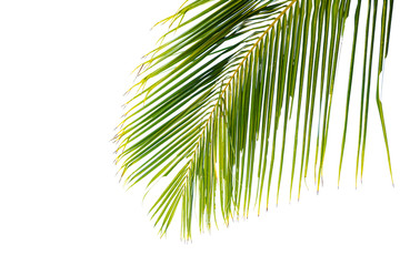 coconut green leaves isolated on white background